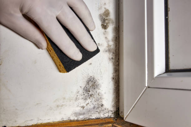 Best Mold Documentation for Insurance Claims  in Delphi, IN